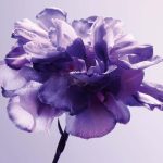 ⁦عطر كريستيان ديور جريس ديور - او دى بارفيوم 125 مل⁩ - الصورة ⁦4⁩