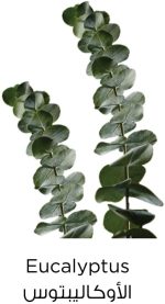 ⁦لوريال باريس بيور كلاي بخلاصة الأوكالبتوس ، ينقي البشرة 150 مل⁩ - الصورة ⁦3⁩