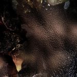 ⁦عطر بولغاري لو جيم فالكار للرجال - او دى بارفيوم 100 مل⁩ - الصورة ⁦4⁩