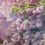 ⁦عطر قوتشي جيلتي بور فيم من قوتشي للنساء  او دي بارفيوم 90 مل⁩ - الصورة ⁦6⁩