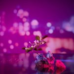 ⁦اونبا معجون أسنان تشا تشا بخلاصة الياسمين - 100 جم⁩ - الصورة ⁦5⁩