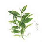 ⁦غارنييه قناع هيدرا بومب الورقي مع خلاصة الشاي الاخضر 28 جم⁩ - الصورة ⁦5⁩