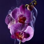 ⁦عطر لانكوم باريس لا نويت تريزور للنساء - او دى بارفيوم 75 مل⁩ - الصورة ⁦4⁩